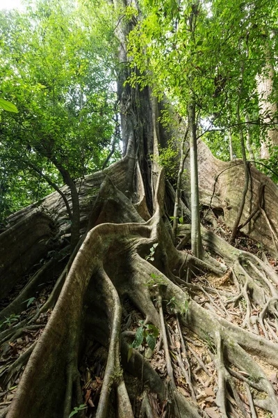 Large fig tree — Stock Photo, Image