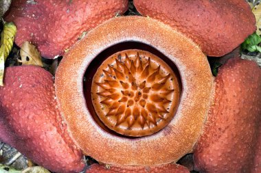 rafflesia, dünyanın en büyük çiçeği