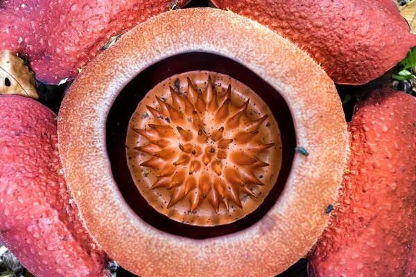 Rafflesia, největší květinu na světě — Stock fotografie