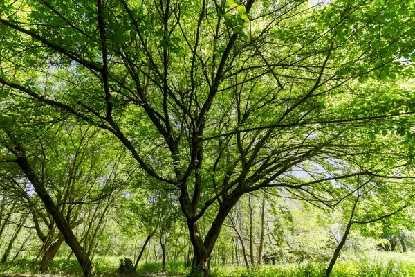Кленовое дерево весной — стоковое фото