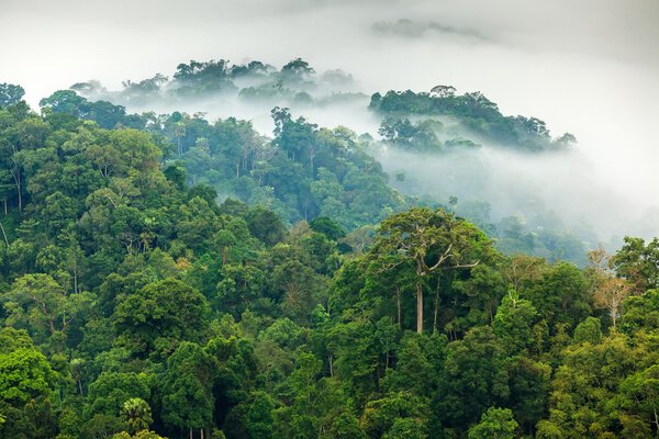 Туман в джунглях
