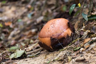 rafflesia bud, en büyük çiçek