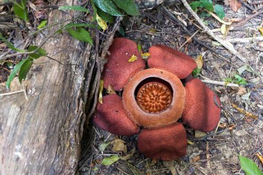 rafflesia, dünyanın en büyük çiçeği