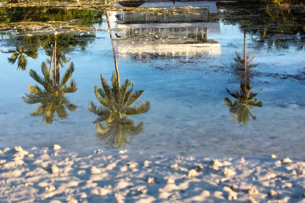 Palm tree reflektion i saltvatten — Stockfoto