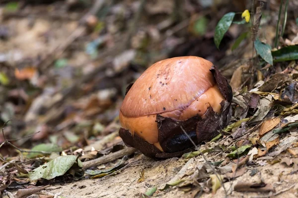 Le bourgeon de Rafflesia, la plus grande fleur — Photo