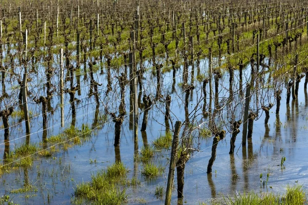 Flooded vineyard in Bordeaux — Stock Photo, Image