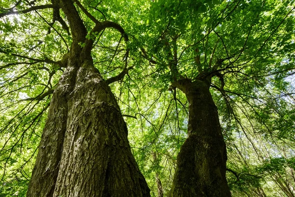 Huge maple tree — Stock Photo, Image