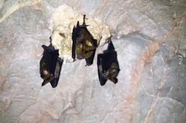 Three bats in a cave clipart
