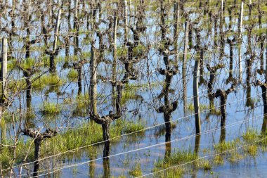 su altındaki bağ bordo
