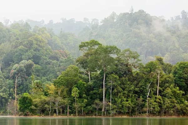 Bosque tropical denso —  Fotos de Stock