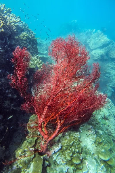 Ventilator de mare roșie în reciful de corali — Fotografie, imagine de stoc