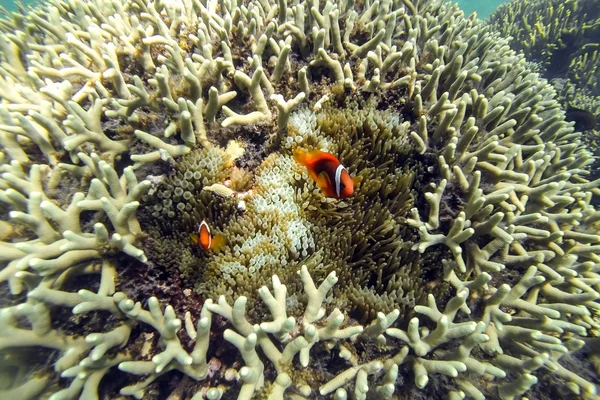 Ocellaris Clownfishes — Stock Photo, Image