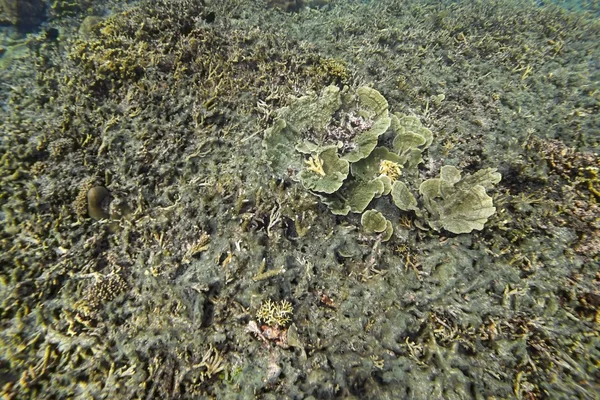 Dead coral reef — Stock Photo, Image