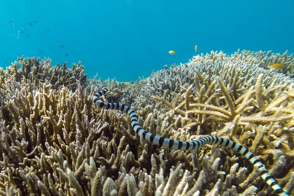 Zehirli deniz yılanı — Stok fotoğraf