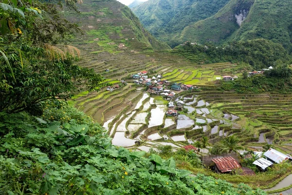 稻田在菲律宾梯田 — 图库照片