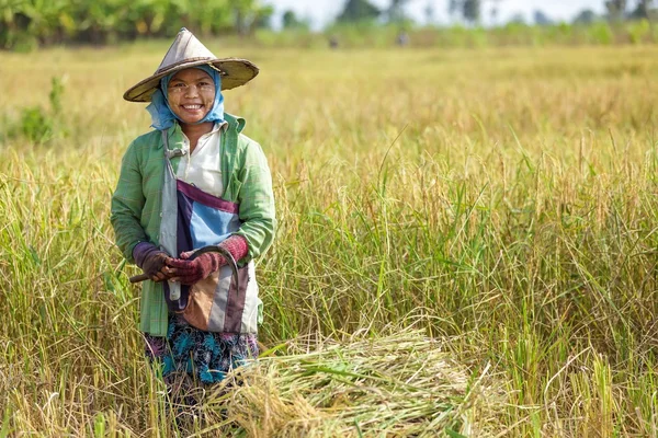 Mujer cosechando arroz — Foto de Stock