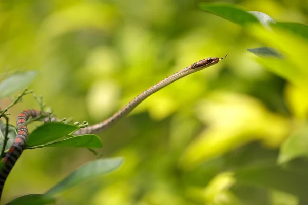 Twin-barred tree Snake — Stock Photo, Image