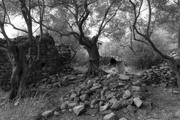 Yüzü Olmayan Asyalı Kadın Terkedilmiş Bir Zeytinlikte Sopayla Yürüyor — Stok fotoğraf