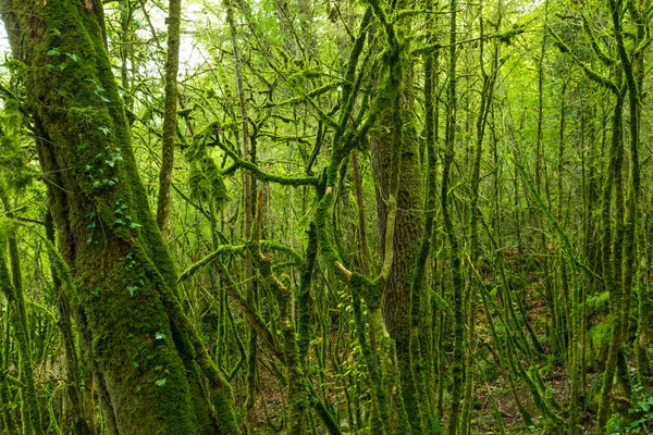 Mossy Dense Temperate Forest Roquefort Les Cascades Ariege France — Stock Photo, Image