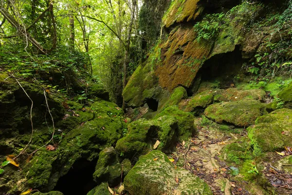 Pedra Coberta Por Musgo Floresta Temperada Fresca França — Fotografia de Stock