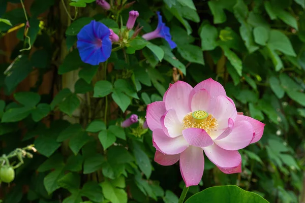 Heliga Lotus Och Morgon Ära Blommor Prydnadsträdgård — Stockfoto