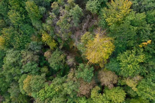 Top Εναέρια Άποψη Του Εύκρατου Δάσους Στην Ariege Τέλος Του — Φωτογραφία Αρχείου