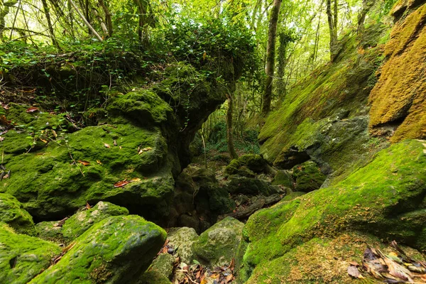 Stone Covered Moss Fresh Temperate Forest France — Stock Photo, Image