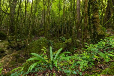 Fransa, Ariege 'deki Roquefort les Cascades' in yosunlu, ılık ormanı