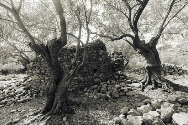 Plantação Olival Velha Abandonada Mediterrânica França — Fotografia de Stock