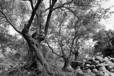 Akdeniz kıvrılmış yaşlı ve terk edilmiş zeytinlik çiftliği, Fransa