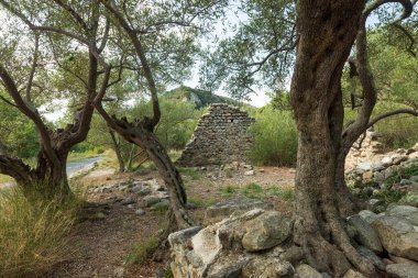 Akdeniz kıvrılmış yaşlı ve terk edilmiş zeytinlik çiftliği, Fransa