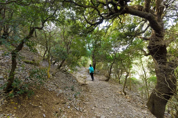 Mujer Joven Trekking Sola Bosque Clima Templado —  Fotos de Stock