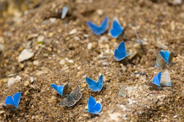 Tebeşir tepesi mavi kelebekleri bir nehrin yakınındaki kum yüzeyinde su içiyorlar..