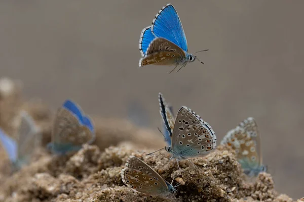 Группа Меловых Голубых Бабочек Пьющих Воду Песчаной Поверхности Реки — стоковое фото