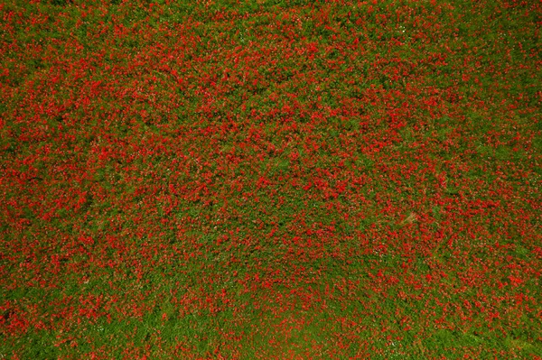 Besar Poppy Field Drone Pandangan Udara — Stok Foto