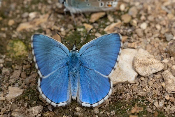 Chalkhill Mavi Kelebeği Bir Nehrin Yakınındaki Kum Yüzeyinde Içiyor — Stok fotoğraf