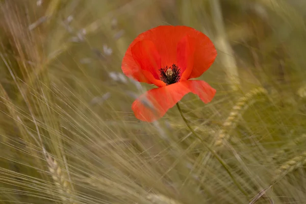 Single Elegant Poppy Blooming Wheat Field — Stock Photo, Image