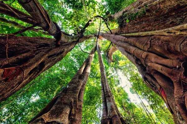 Vista Dinâmica Grande Ângulo Dentro Uma Enorme Figueira Uma Floresta — Fotografia de Stock