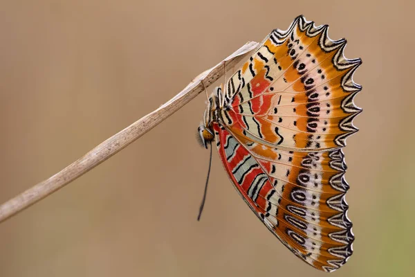 Tayland Kuru Bir Çimenlikte Asılı Tropikal Kelebek — Stok fotoğraf