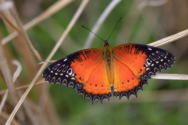 Cethosia Biblis Stående Ett Torrt Risfält Thailand — Stockfoto