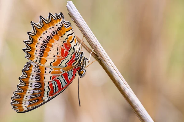 Mariposa Tropical Cethosia Biblis Colgando Una Hierba Hoja Seca Tailandia —  Fotos de Stock
