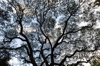 Bulutlu mavi gökyüzünün altındaki tropik Albizia ağacı