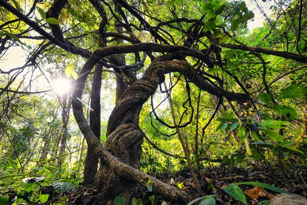 Enorma Förvridna Tropiska Vinrankor Växer Norra Skogen Thailand — Stockfoto