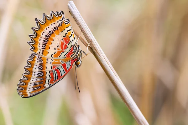 Mariposa Tropical Cethosia Biblis Colgando Una Hierba Hoja Seca Tailandia —  Fotos de Stock