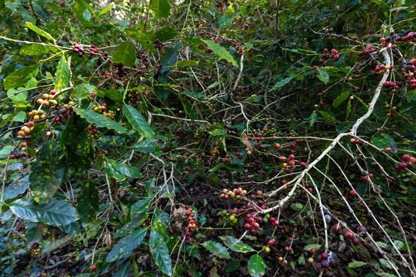 泰国北部靠近Mae Kampong村的种植园 树上有新鲜咖啡果 — 图库照片