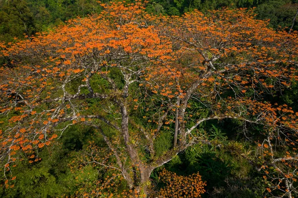 Flygfoto Stor Pterocymbium Macranthum Träd Full Blom Chiang Dao Regnskog — Stockfoto