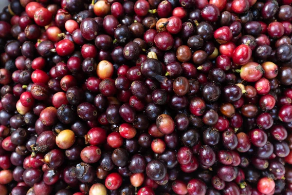Tło Dojrzałych Owoców Kawy Suszących Się Pod Słońcem — Zdjęcie stockowe