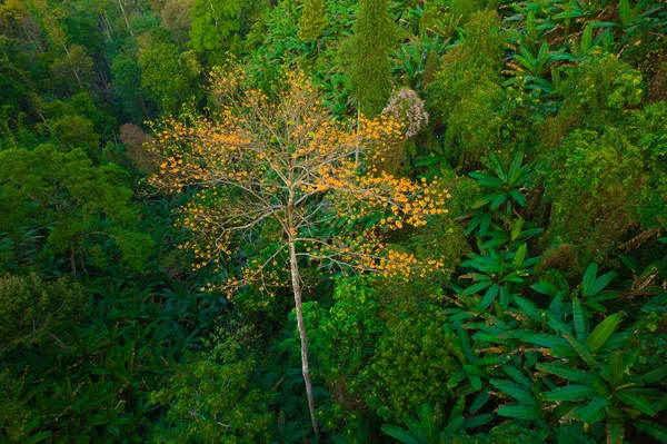 Veduta Aerea Giovane Albero Pterocymbium Macranthum Piena Fioritura Foresta Pluviale — Foto Stock