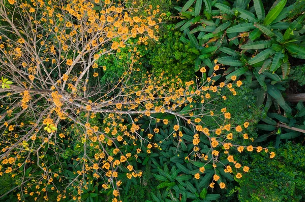 Pterocymbium Macranthum Havadan Görünüşü Çiçek Açmış Ağaç Chiang Dao Yağmur — Stok fotoğraf