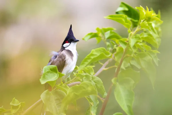 Red Whiskered Bulbul Pycnonotus Jocosus Standing Tree Branch Thailand — Stok fotoğraf